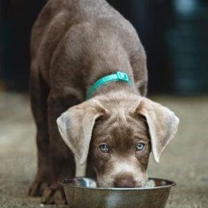 A brown dog eating out of a metal bowl
