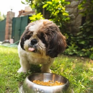 a brown and white dog eating food out of a bowl