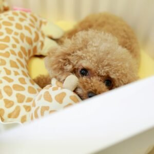 brown poodle on white plastic container