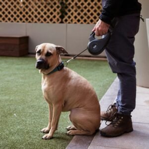 a dog sitting on a leash next to a person